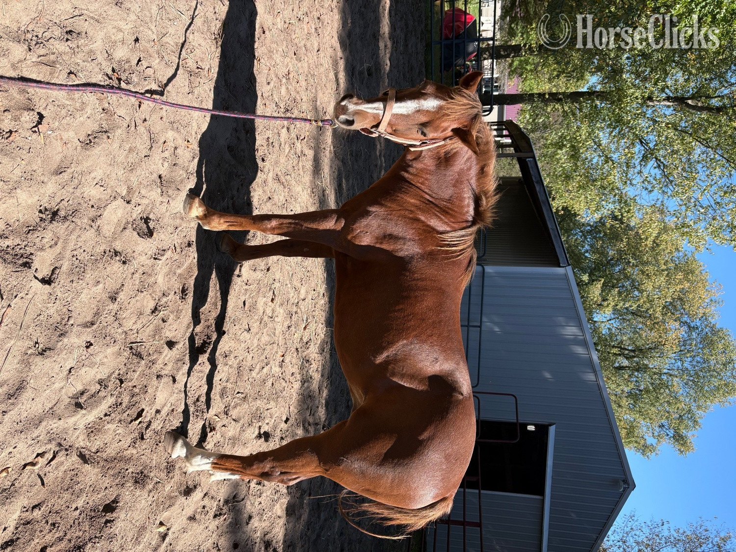 "Red" Chestnut Gelding Quarter Pony