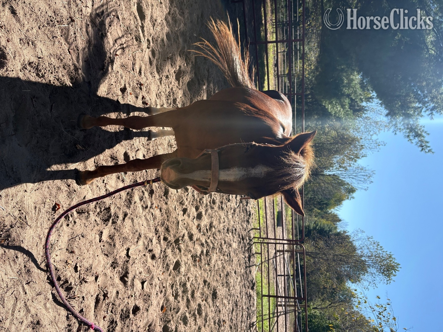 "Red" Chestnut Gelding Quarter Pony - Quarter Pony in Michigan