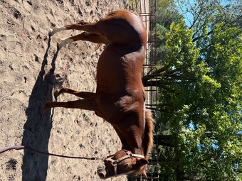 "Red" Chestnut Gelding Quarter Pony