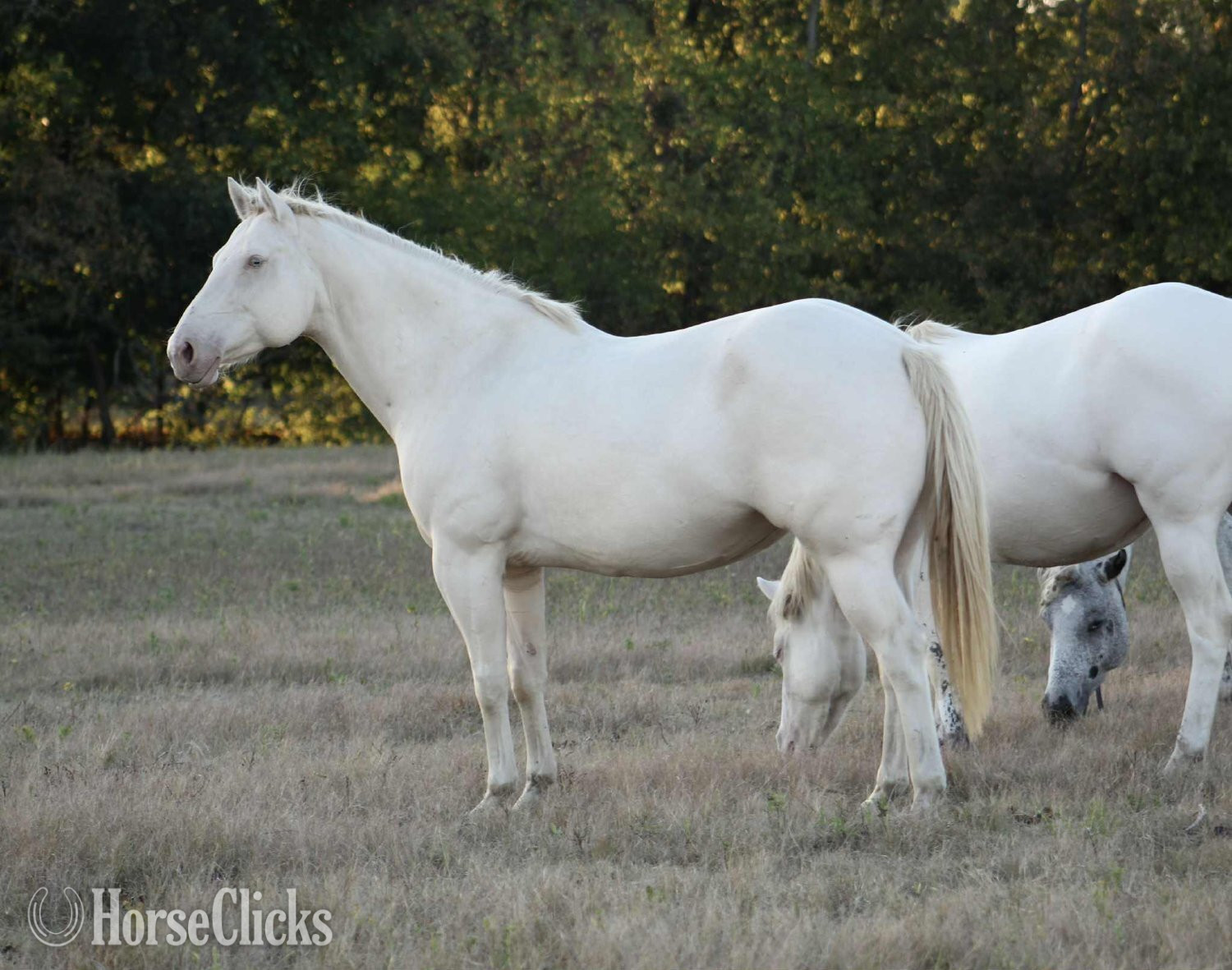 "SHINING C SNOWY" Perlino Mare Quarter Horse in Texas