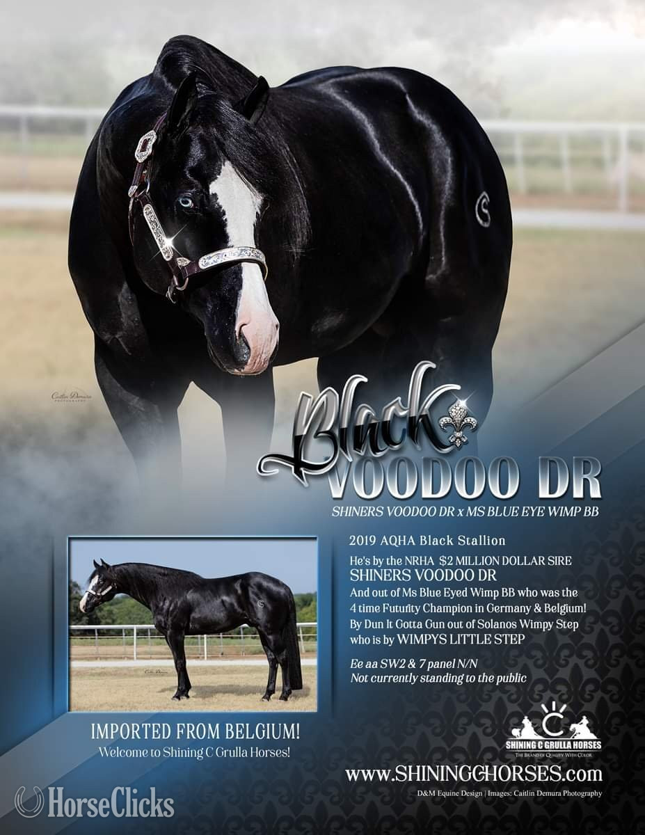 "SHINING C SNOWY" Perlino Mare Quarter Horse