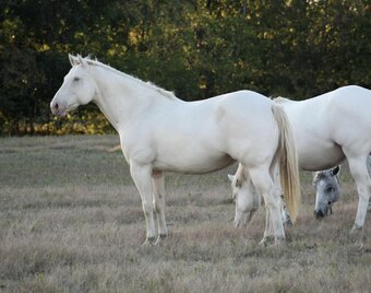 "SHINING C SNOWY" Perlino Mare Quarter Horse