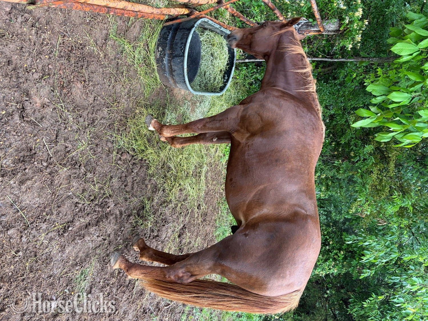"Playboys Smokin Dash " Sorrel Colt Quarter Horse - Quarter Horse