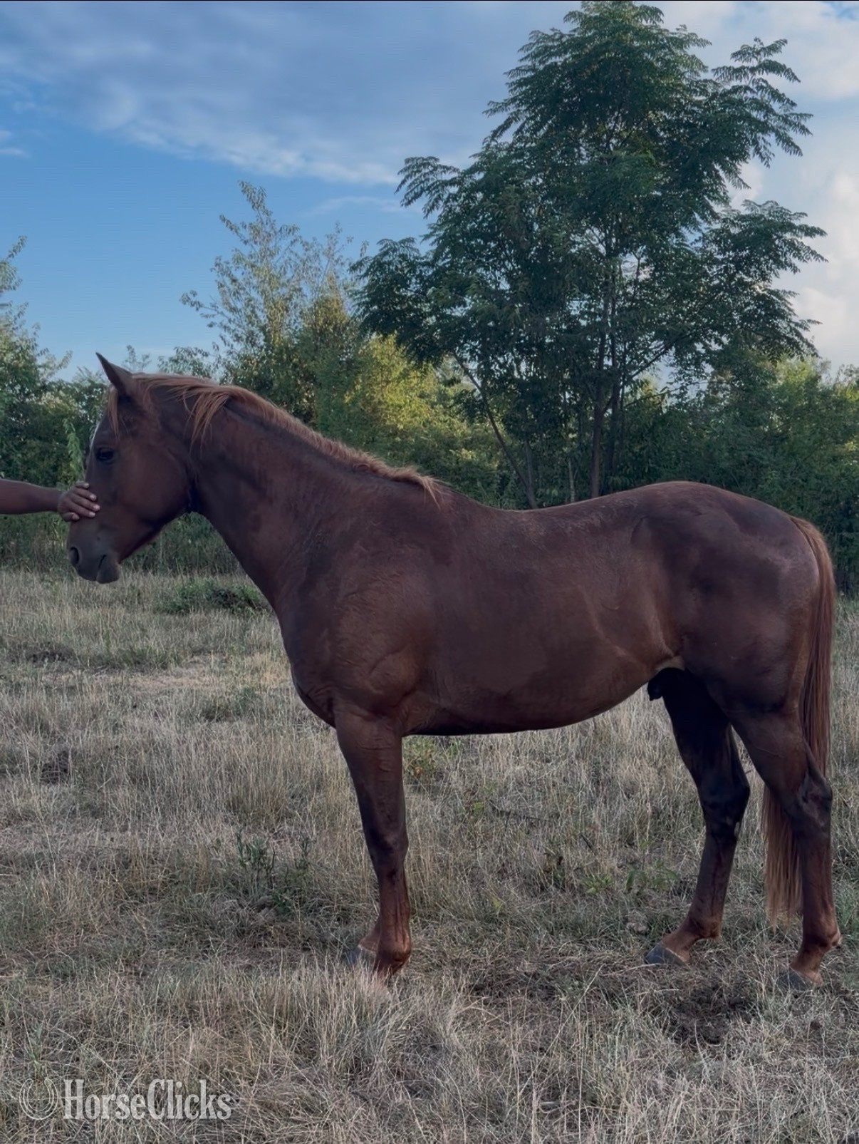 "Playboys Smokin Dash " Sorrel Colt Quarter Horse South Carolina