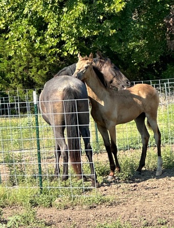 "Generate’s Dunkin Denim " Buckskin Stallion Tennessee Walker