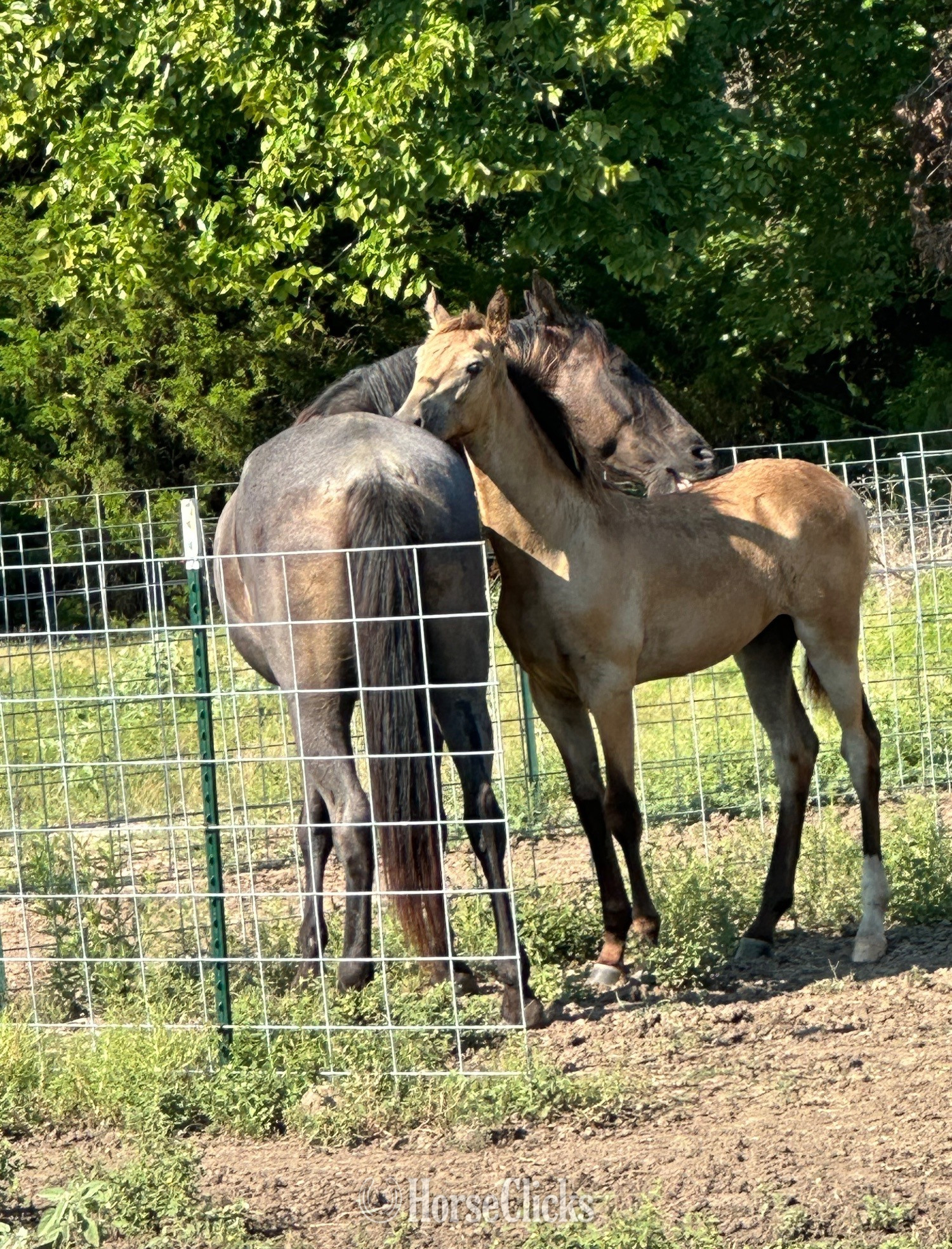 "Generate’s Dunkin Denim " Buckskin Stallion Tennessee Walker in Texas