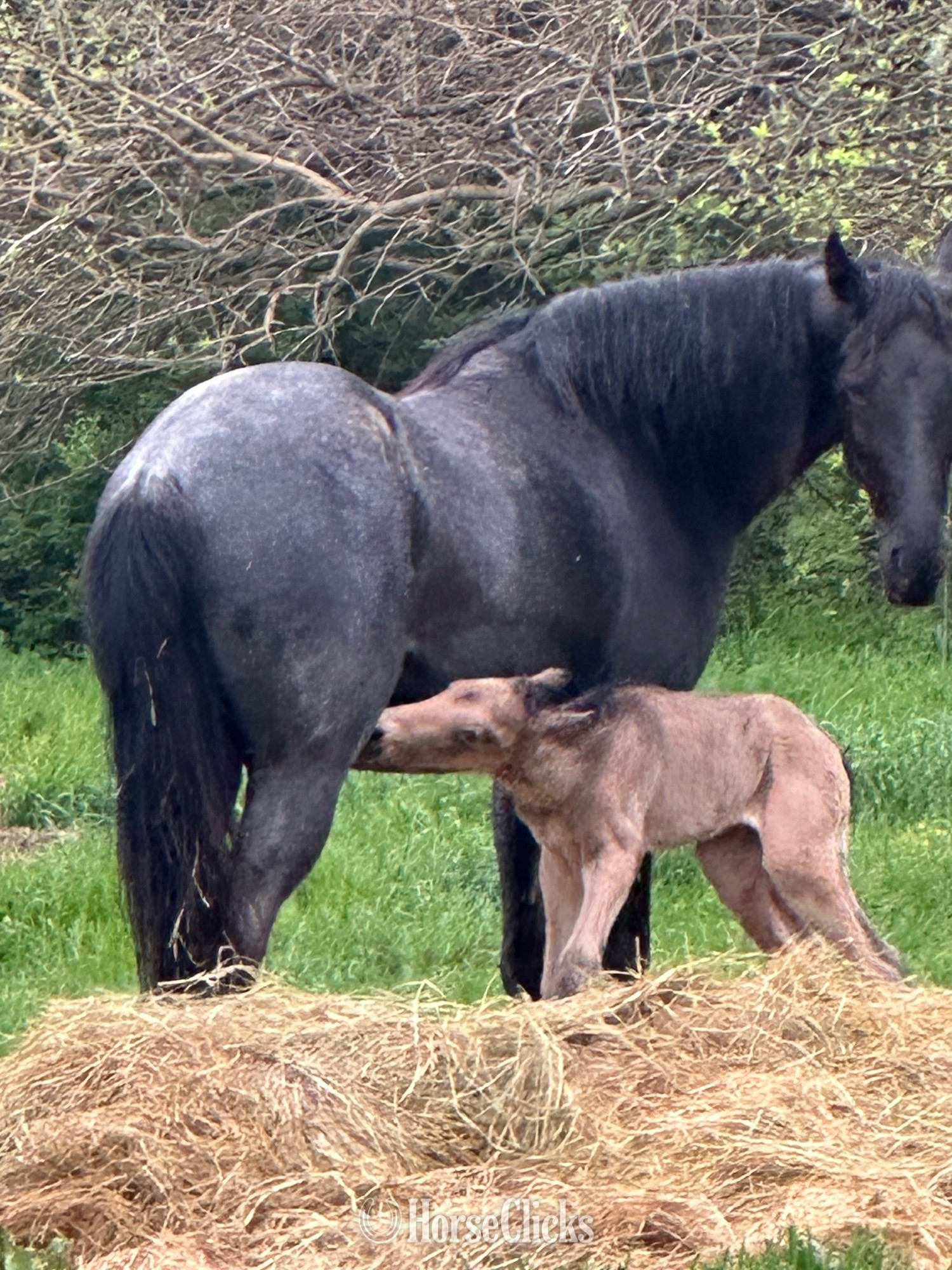 "Generate’s Dunkin Denim " Buckskin Stallion Tennessee Walker
