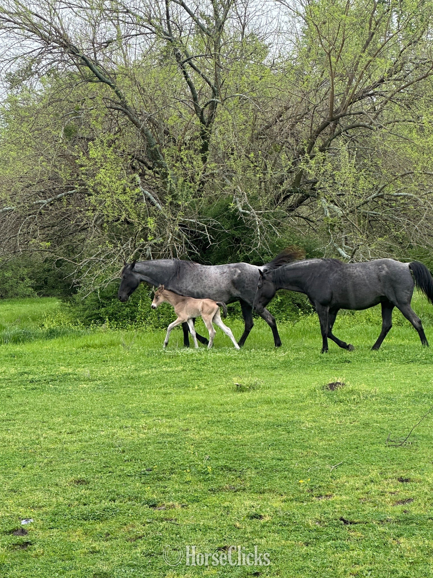 Texas "Generate’s Dunkin Denim " Buckskin Stallion Tennessee Walker