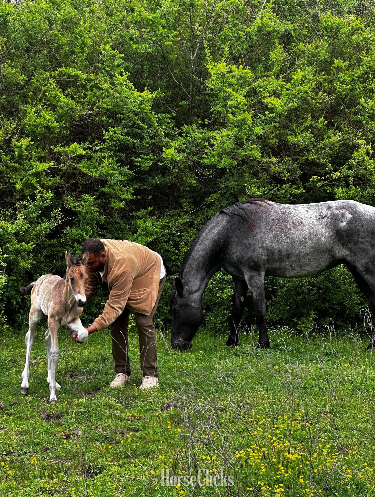 "Generate’s Dunkin Denim " Buckskin Stallion Tennessee Walker - Tennessee Walker in Texas
