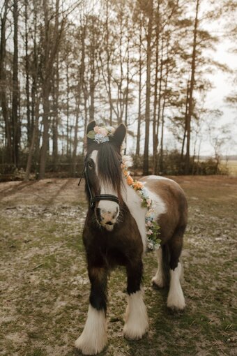 "Sheldon" Bay Gelding Gypsy Vanner