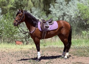 "Commander" Bay Gelding Quarter Horse