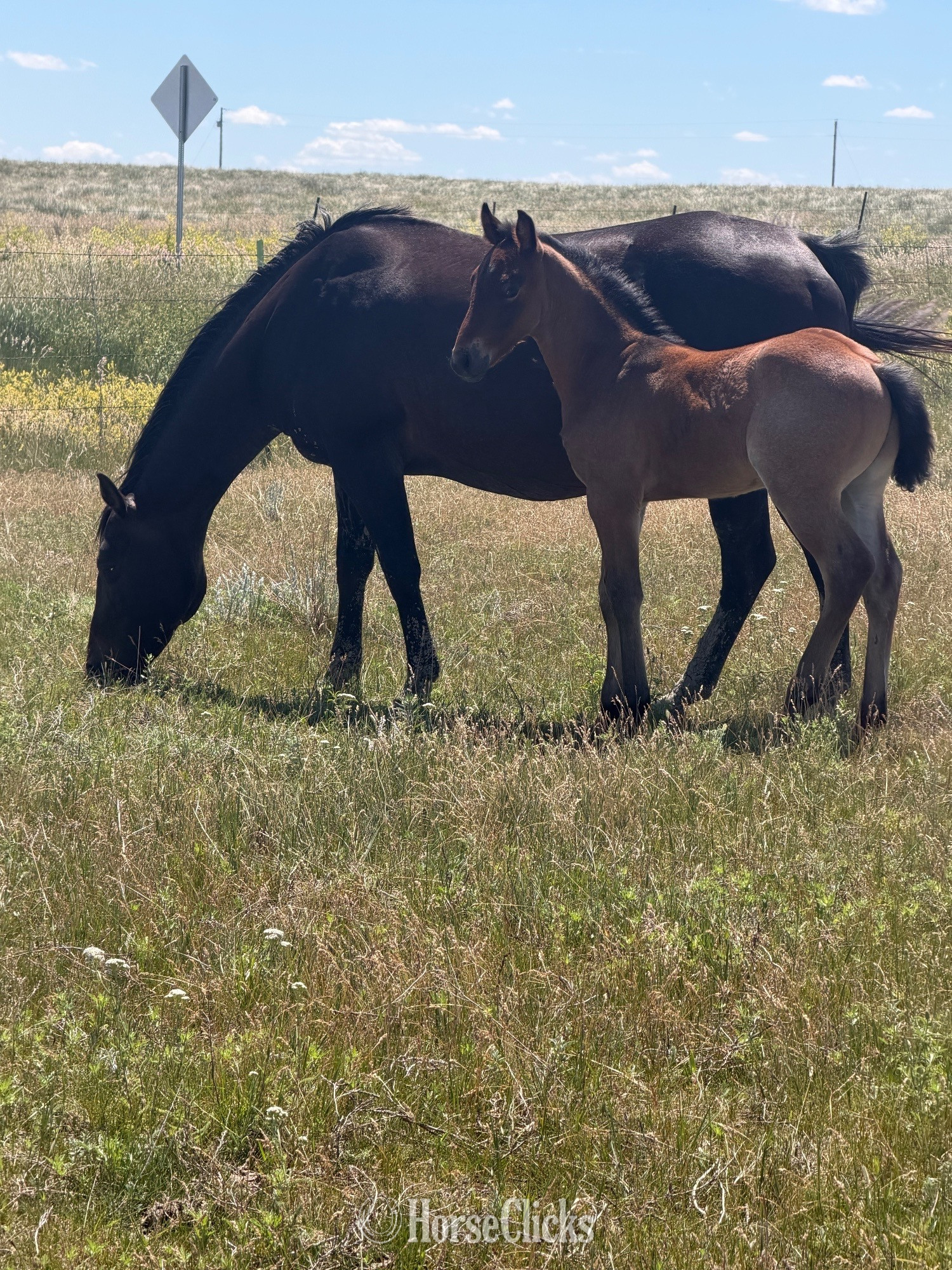 "Alley 2026 colt " Bay Roan Colt Draft in South Dakota