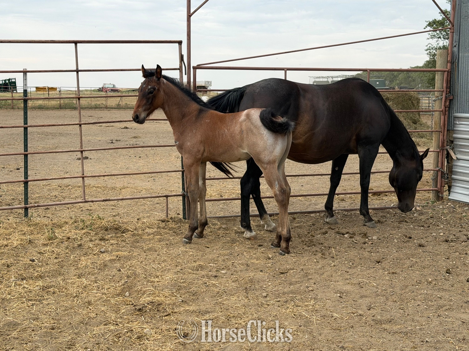 "Alley 2026 colt " Bay Roan Colt Draft