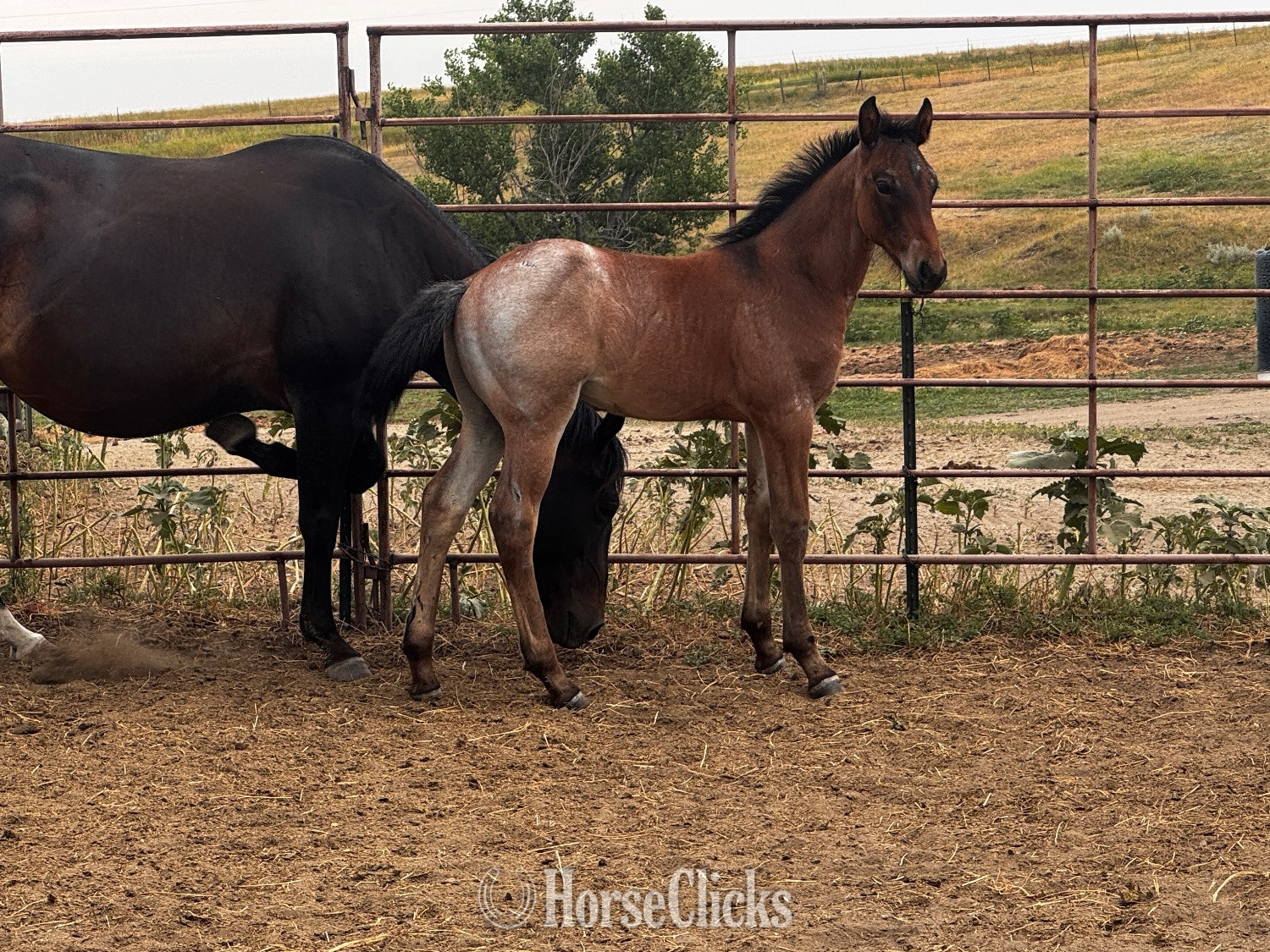 South Dakota "Alley 2026 colt " Bay Roan Colt Draft