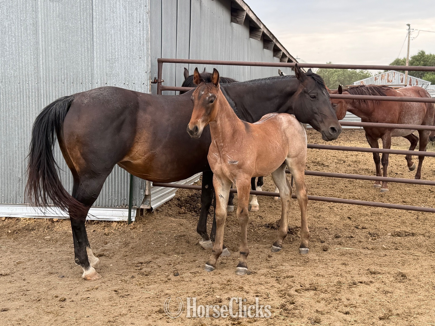 "Alley 2026 colt " Bay Roan Colt Draft - Draft in South Dakota