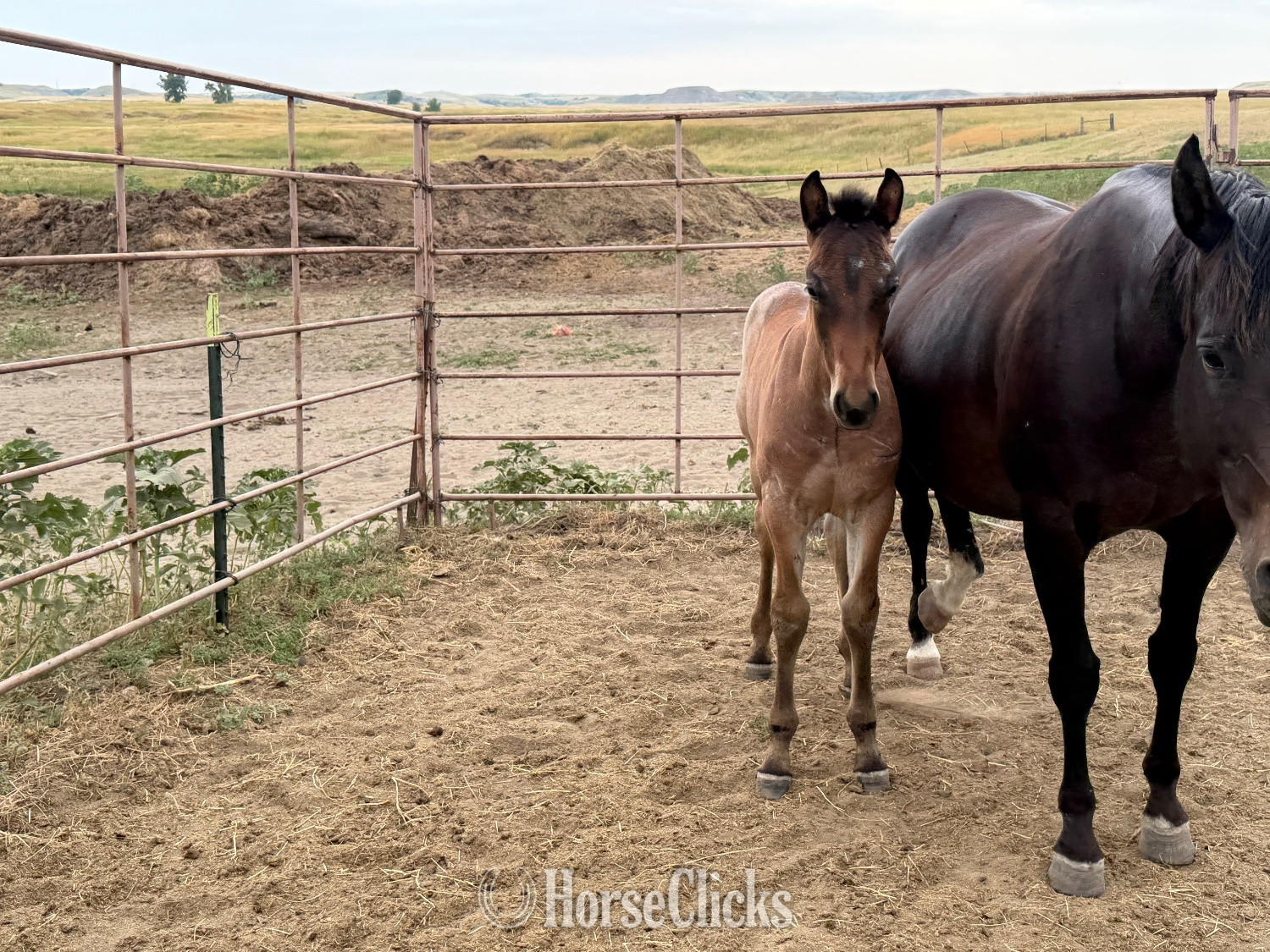 "Alley 2026 colt " Bay Roan Colt Draft - Draft