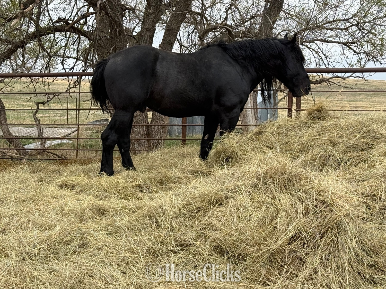 Draft - "Alley 2026 colt " Bay Roan Colt Draft in South Dakota