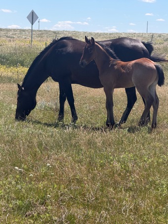 "Alley 2026 colt " Bay Roan Colt Draft