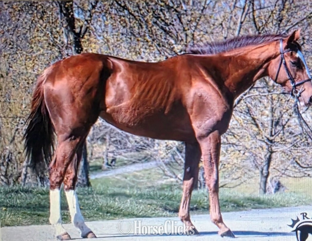 "Imagine the Mojo "Maggie"" Chestnut Mare Thoroughbred in New Hampshire