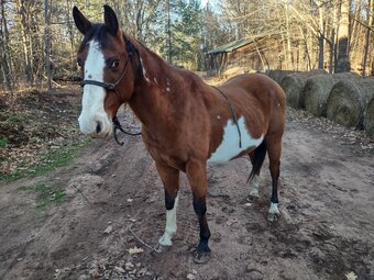 "Santos " Tri-Color Gelding Paint