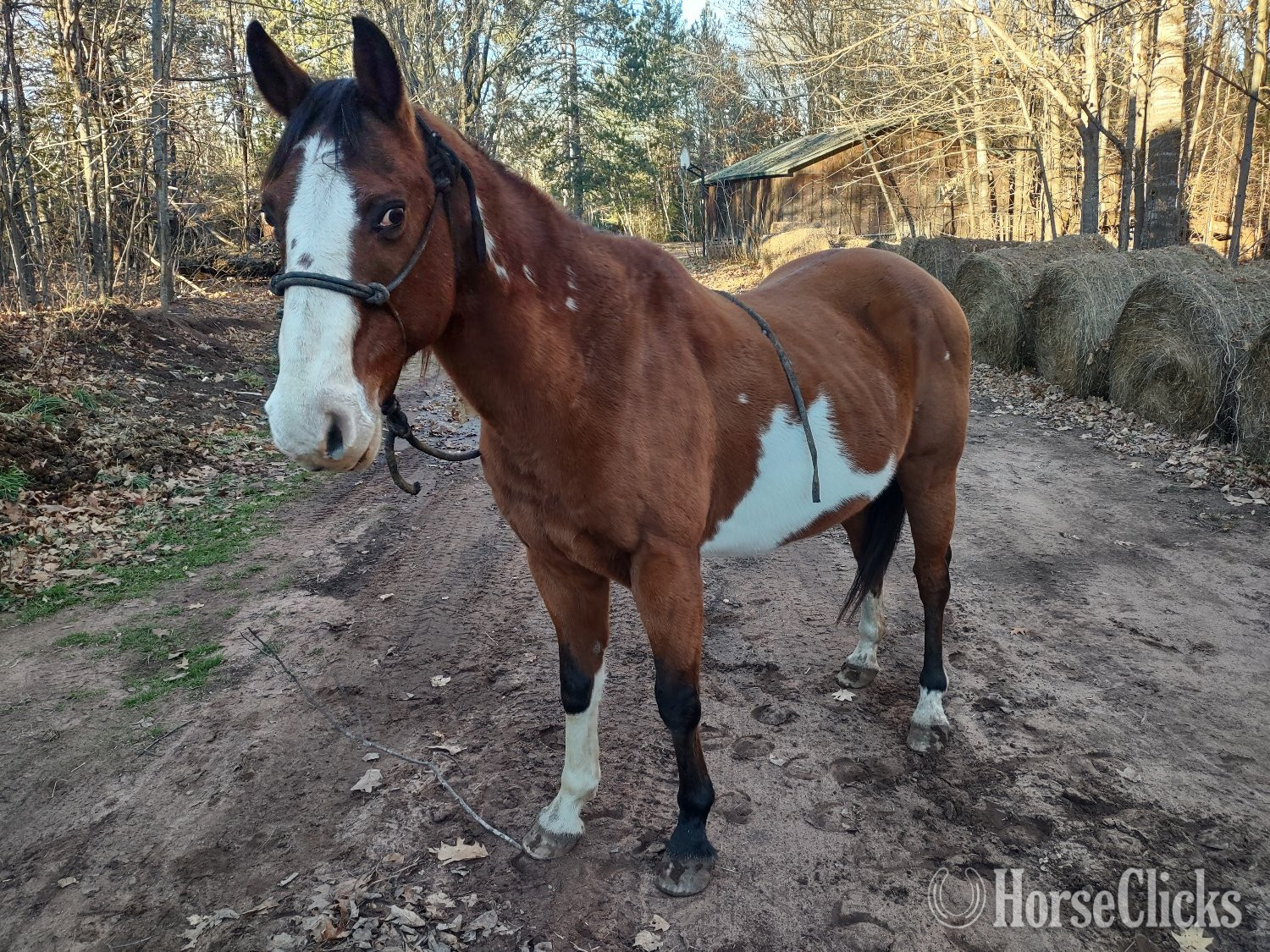 "Santos " Tri-Color Gelding Paint in Wisconsin