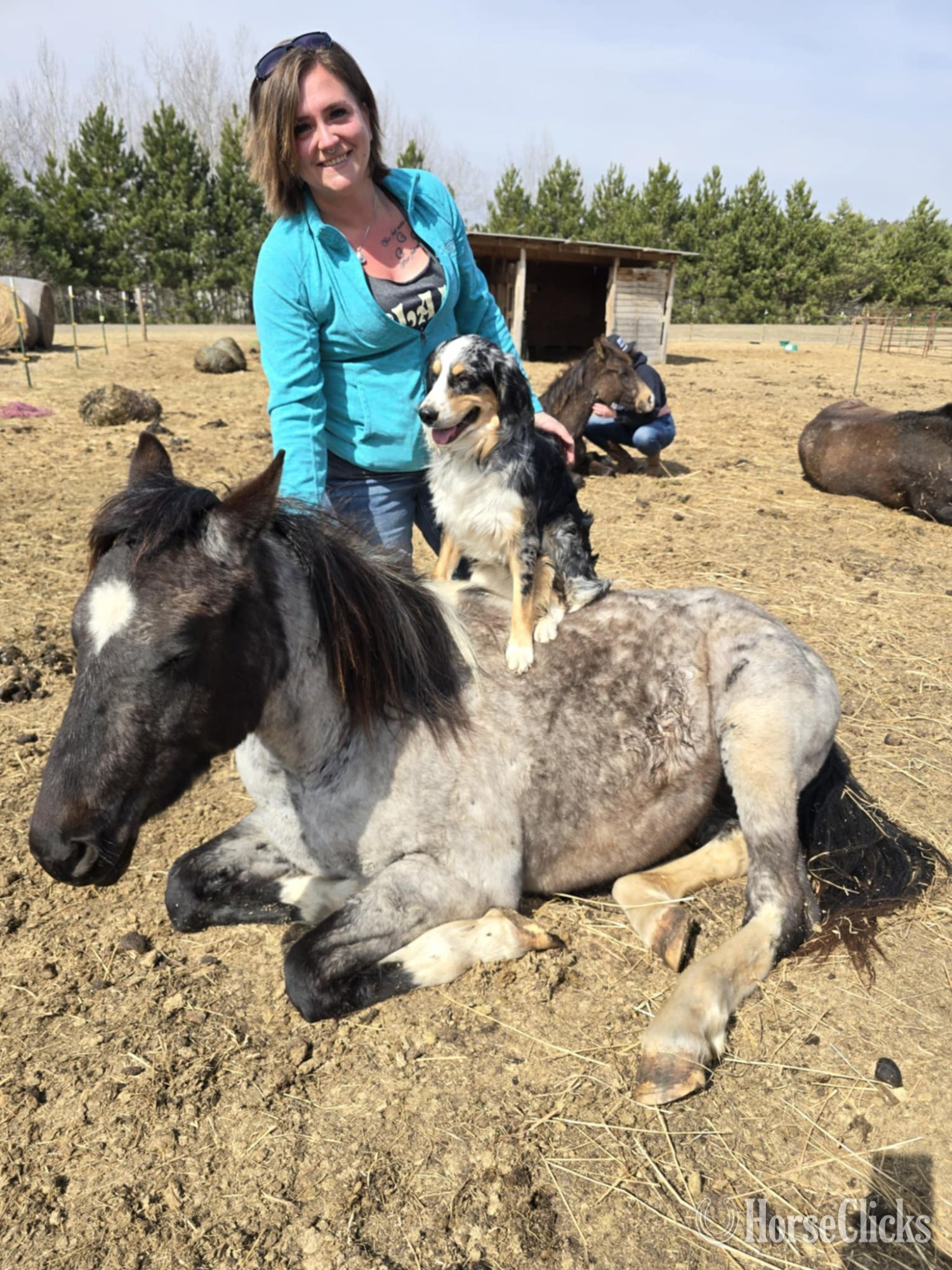 "Steele " Blue Roan Stallion Quarter Horse in Minnesota