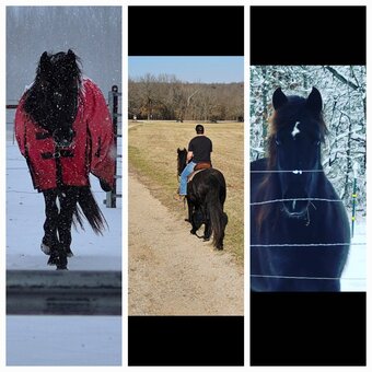 "Twilights Ebony Jewel" Black Mare Friesian
