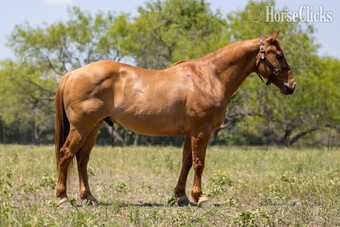 "Copper" Gelding Quarter Horse