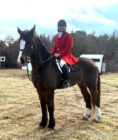 "Dante" Bay Gelding Belgian in Virginia