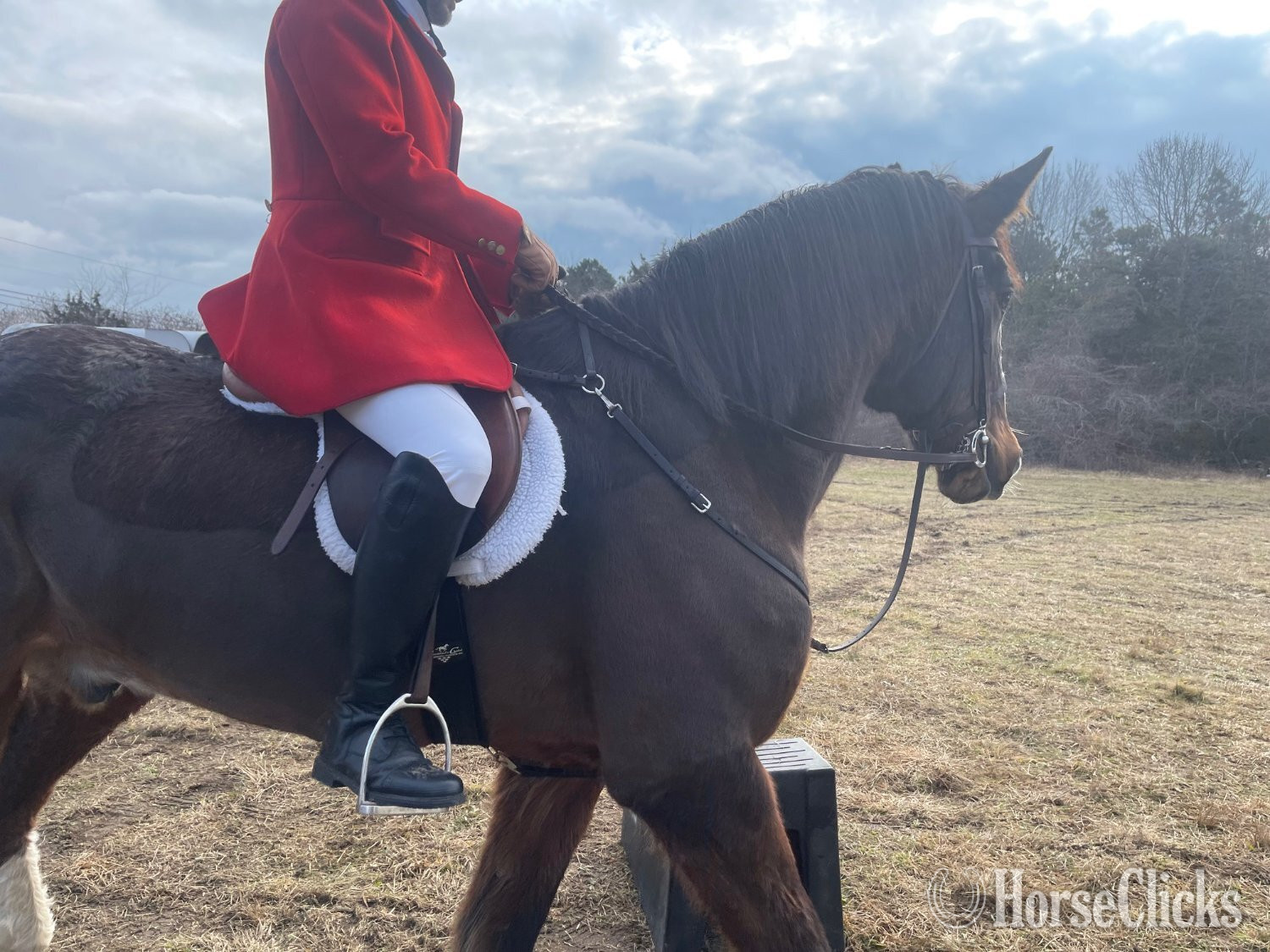 "Dante" Bay Gelding Belgian
