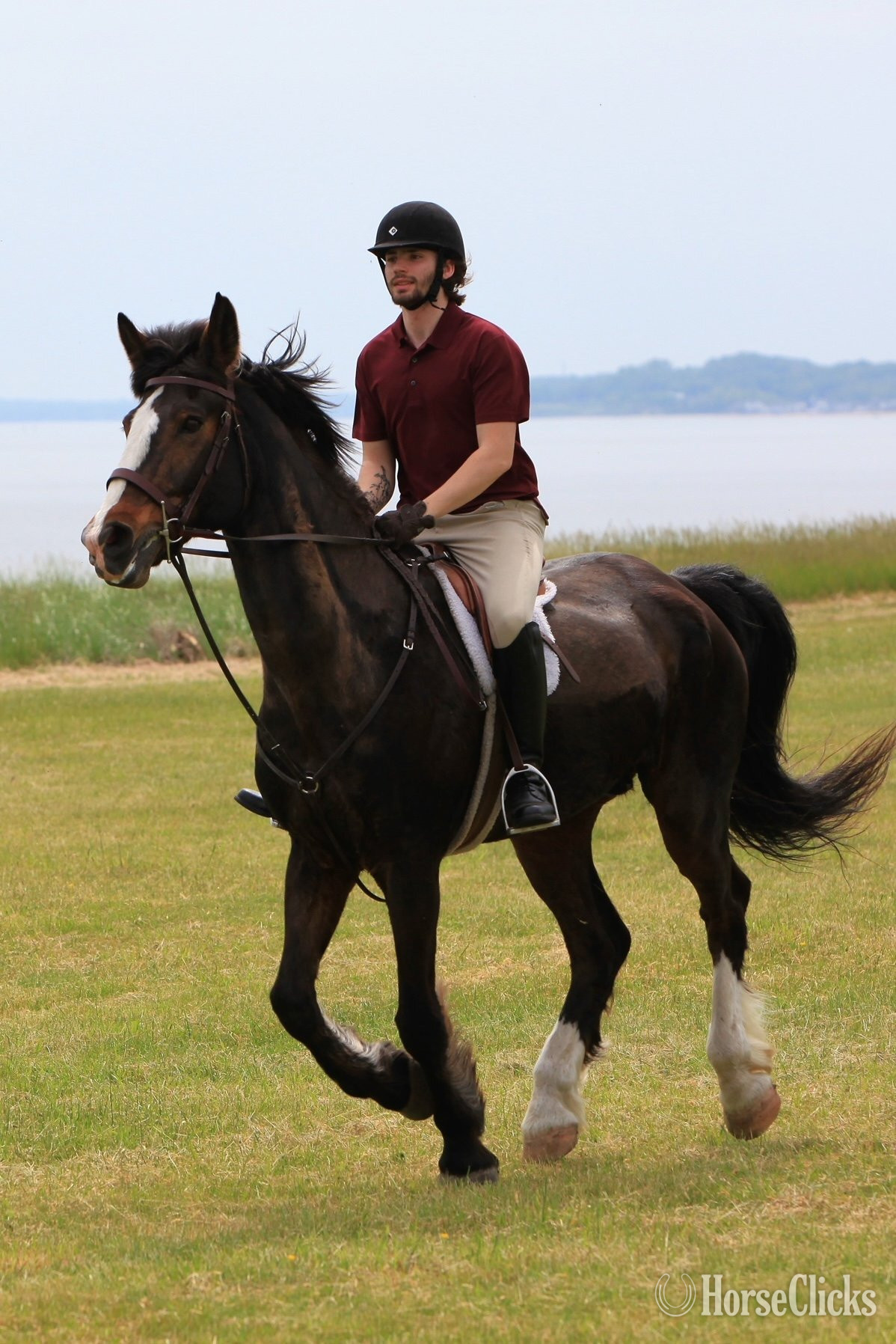"Dante" Bay Gelding Belgian - Belgian in Virginia