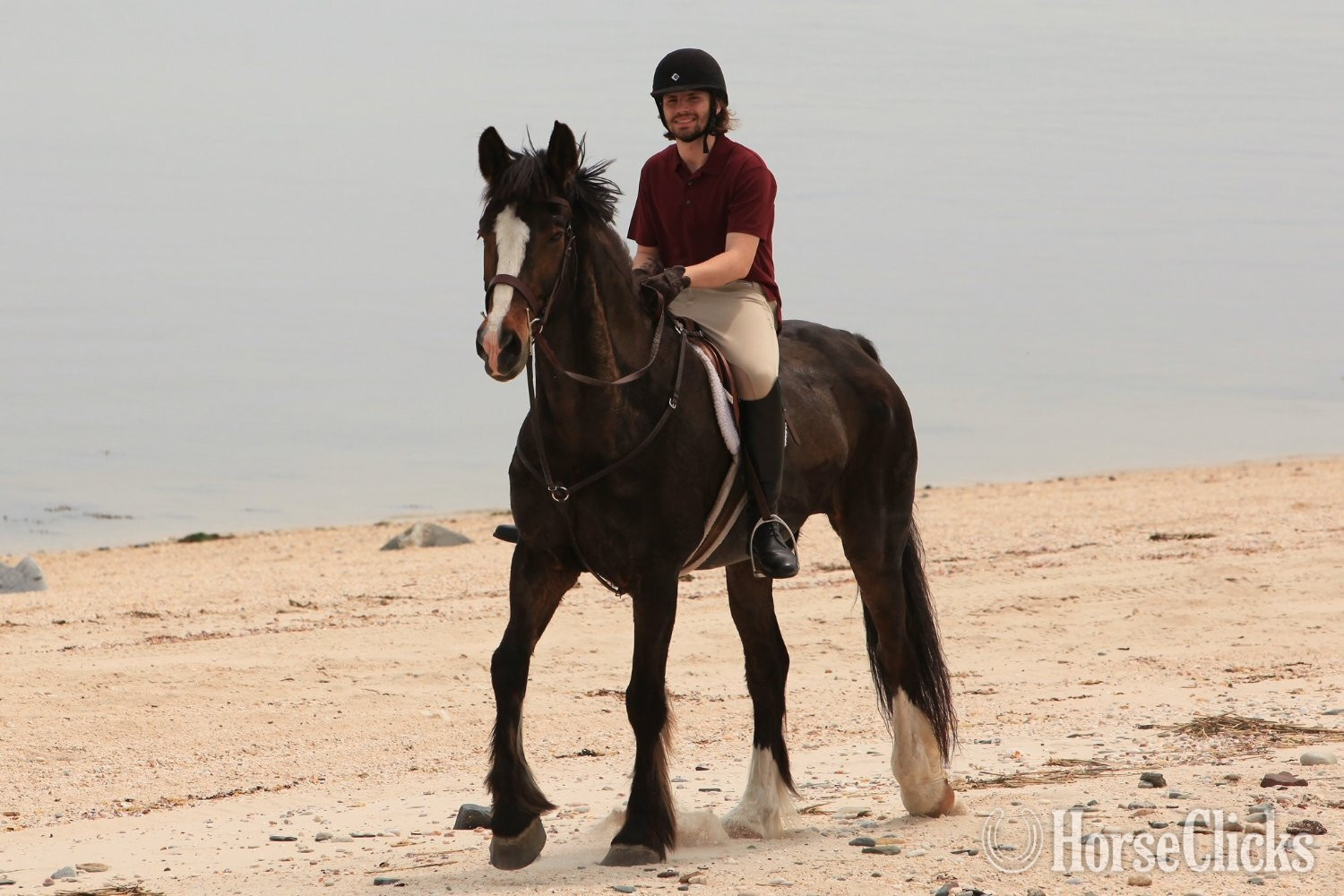 "Dante" Bay Gelding Belgian - Belgian