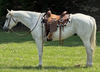"Ghost " Grey Gelding Paint