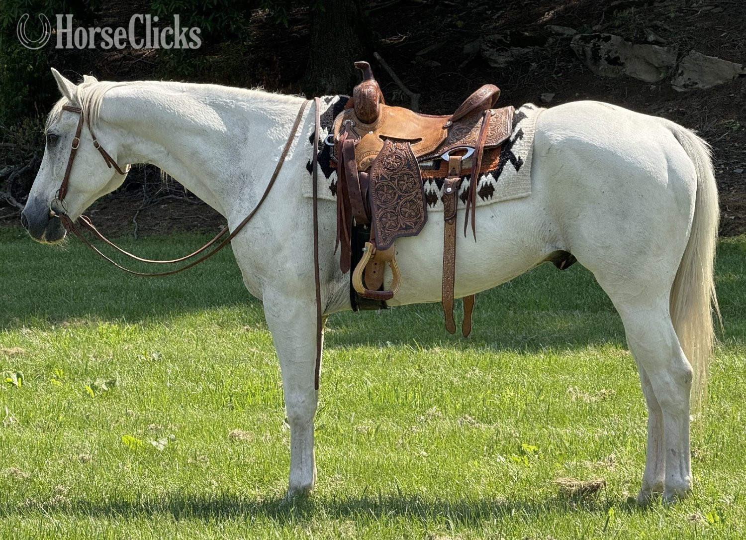 "Ghost " Grey Gelding Paint in Virginia