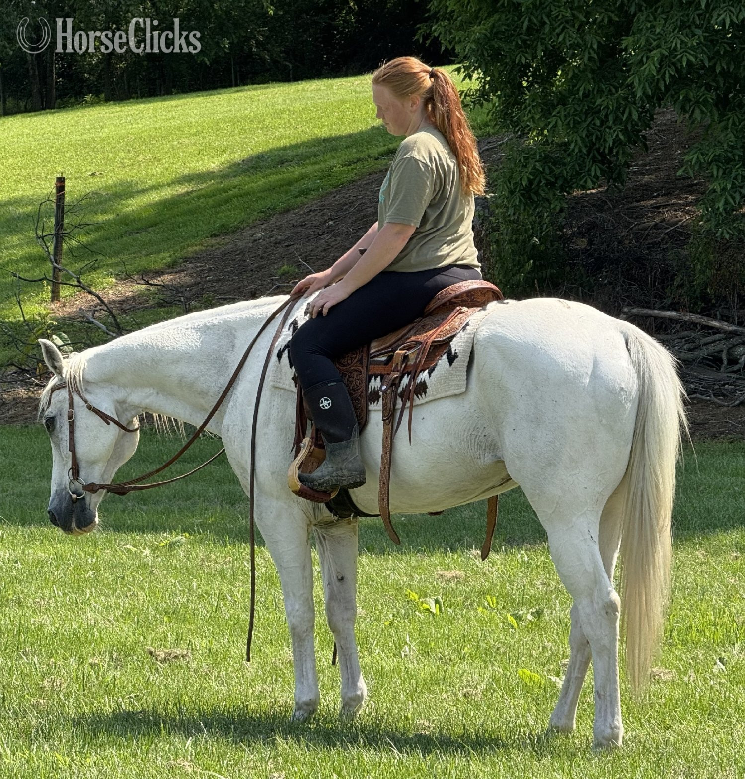 "Ghost " Grey Gelding Paint