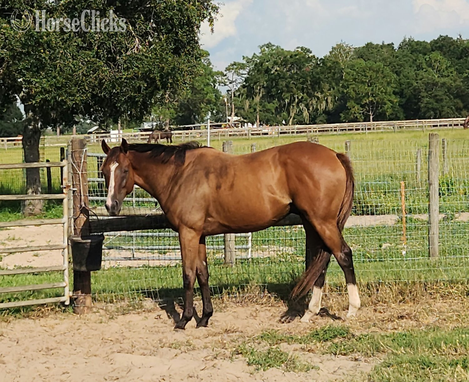 "Impetuous soul" Bay Gelding Thoroughbred in Florida