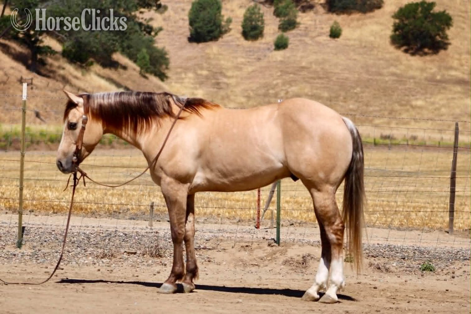 "A TOMMY BOY" Dun Gelding Quarter Horse in California