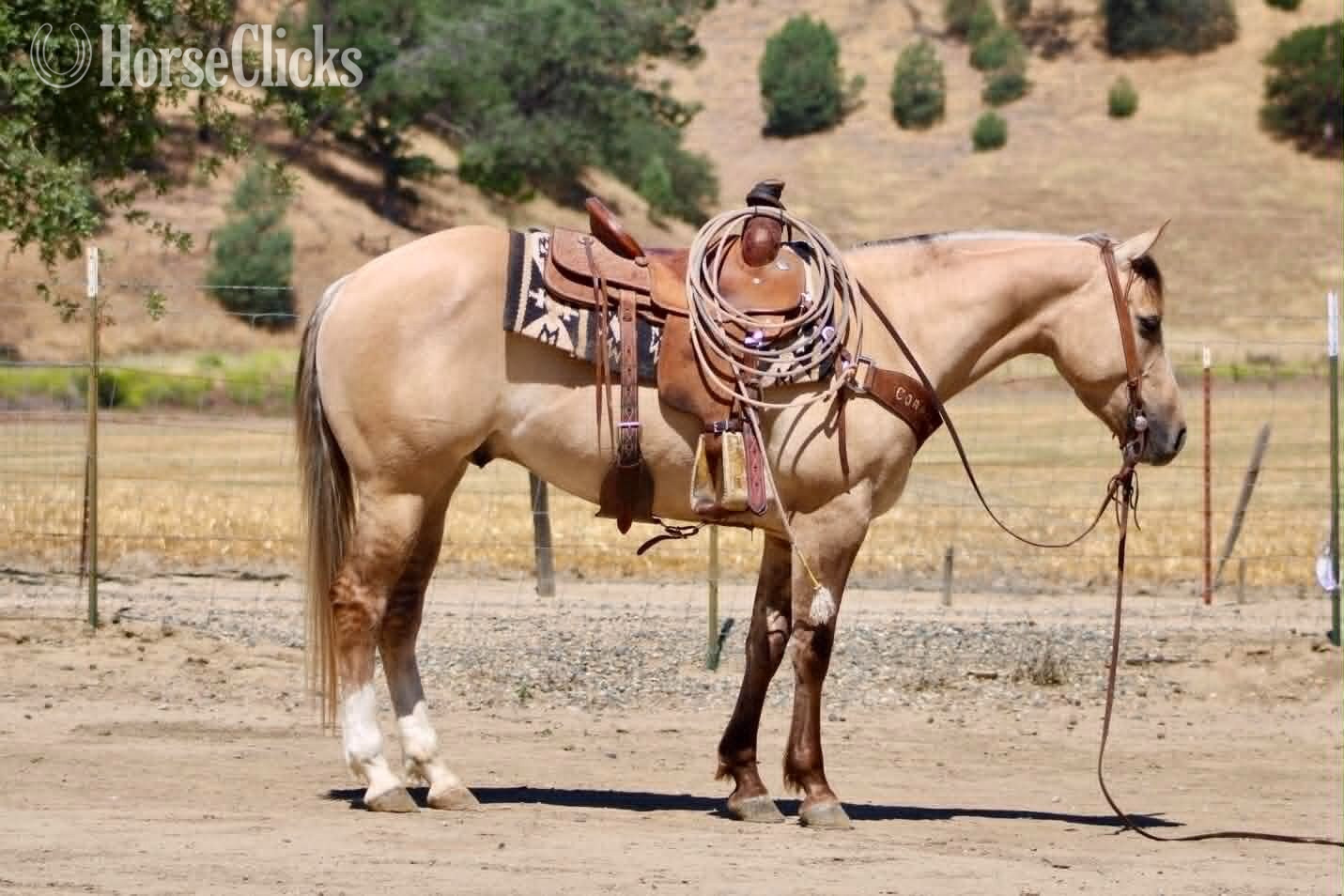 "A TOMMY BOY" Dun Gelding Quarter Horse