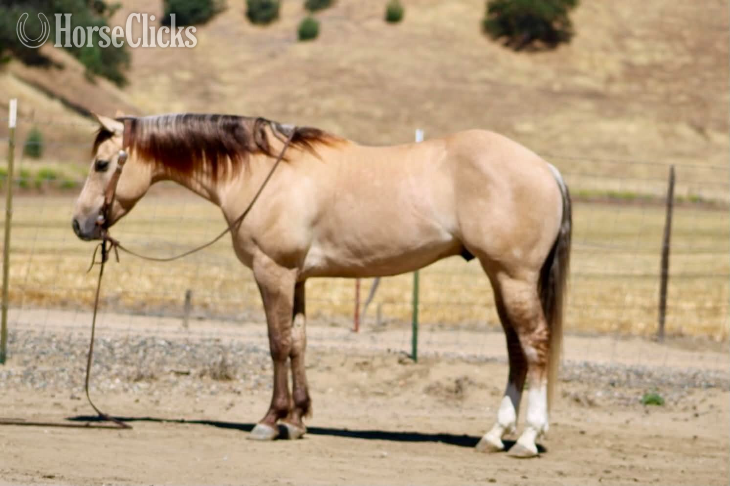 California "A TOMMY BOY" Dun Gelding Quarter Horse