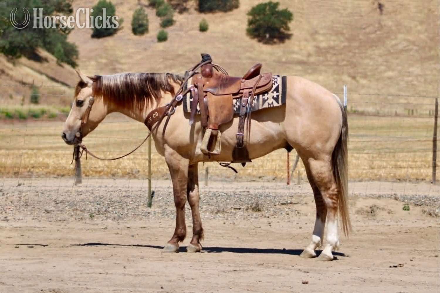 "A TOMMY BOY" Dun Gelding Quarter Horse - Quarter Horse in California