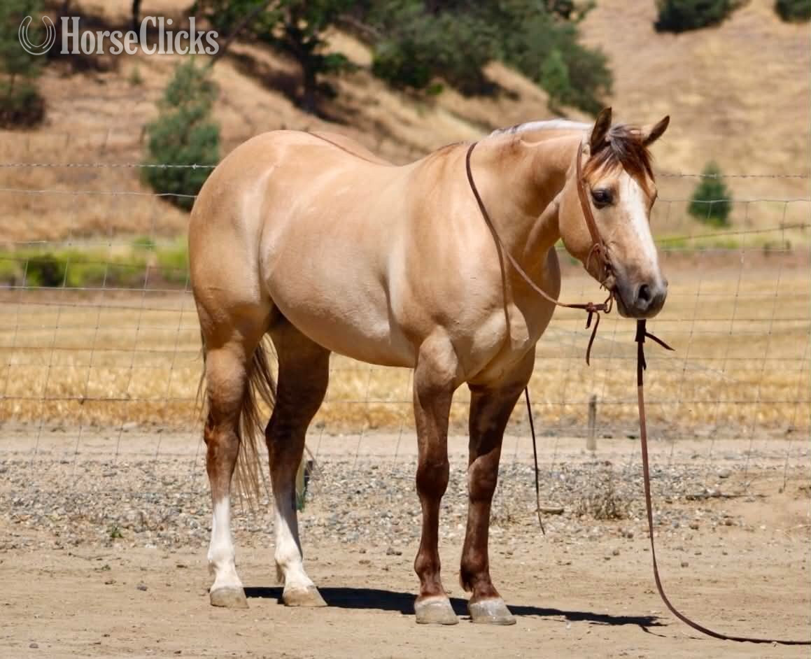 "A TOMMY BOY" Dun Gelding Quarter Horse - Quarter Horse