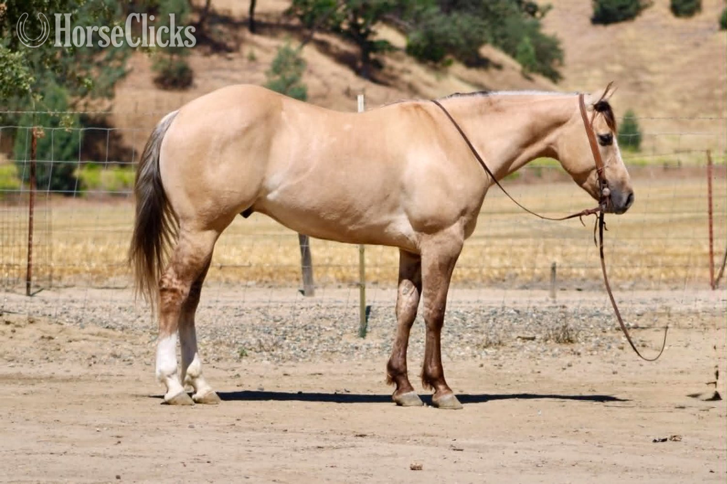 "A TOMMY BOY" Dun Gelding Quarter Horse California