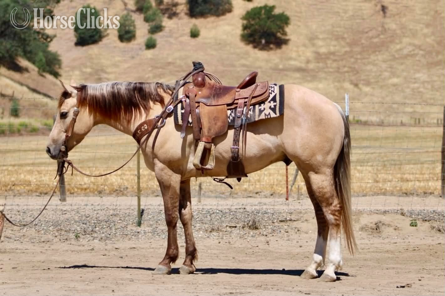 Quarter Horse - "A TOMMY BOY" Dun Gelding Quarter Horse in California