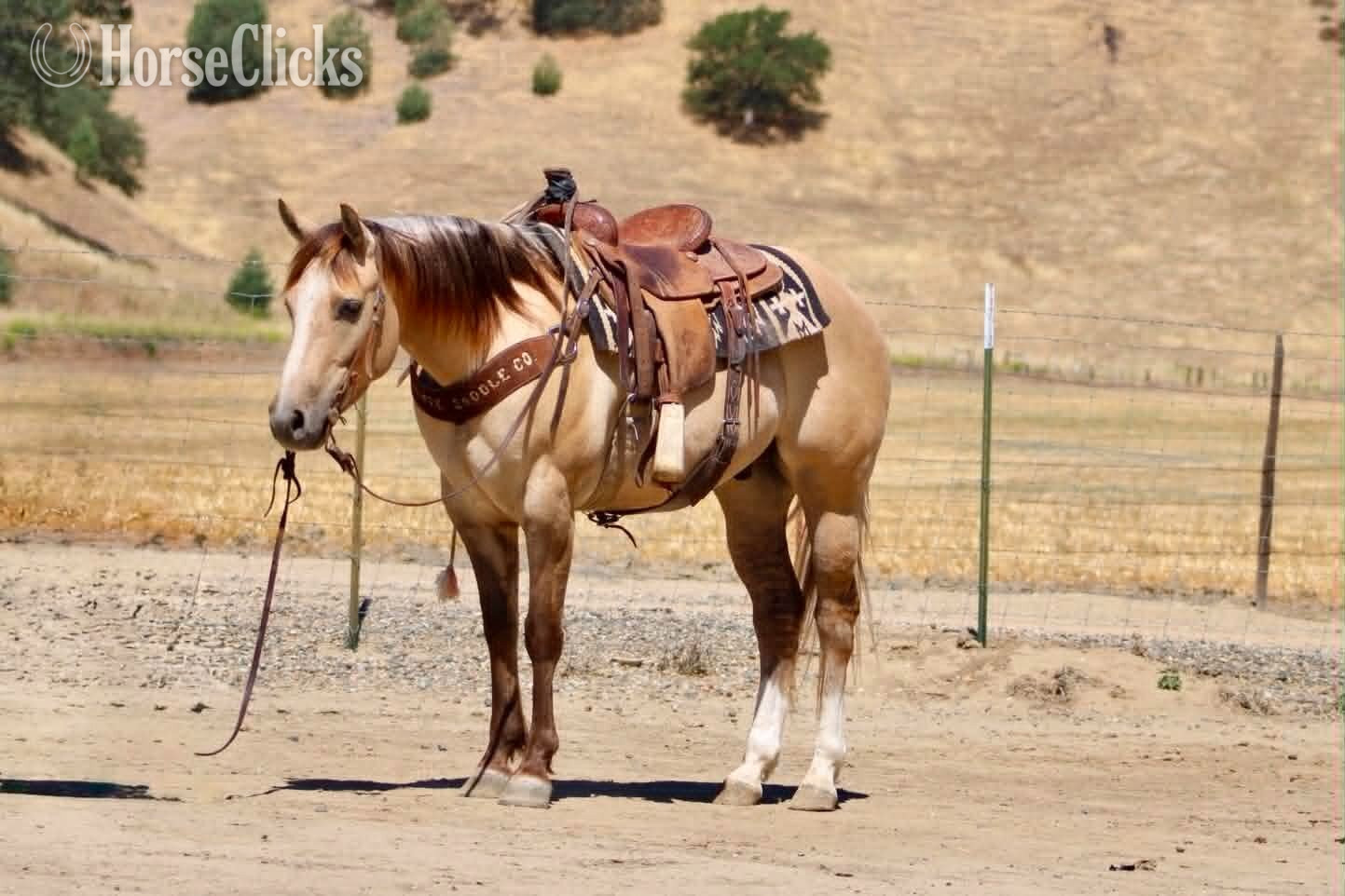 Quarter Horse - "A TOMMY BOY" Dun Gelding Quarter Horse
