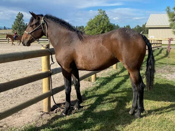 "Elsa " Bay Mare Curly