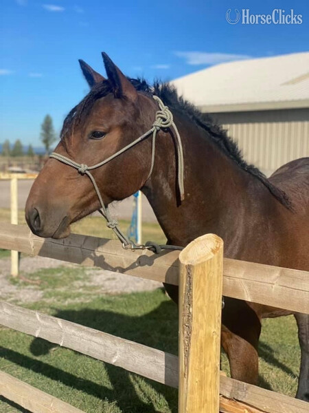 "Elsa " Bay Mare Curly Montana