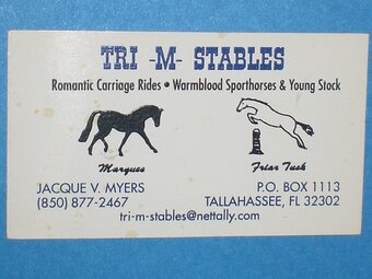 "IMP" Black Colt Warmblood