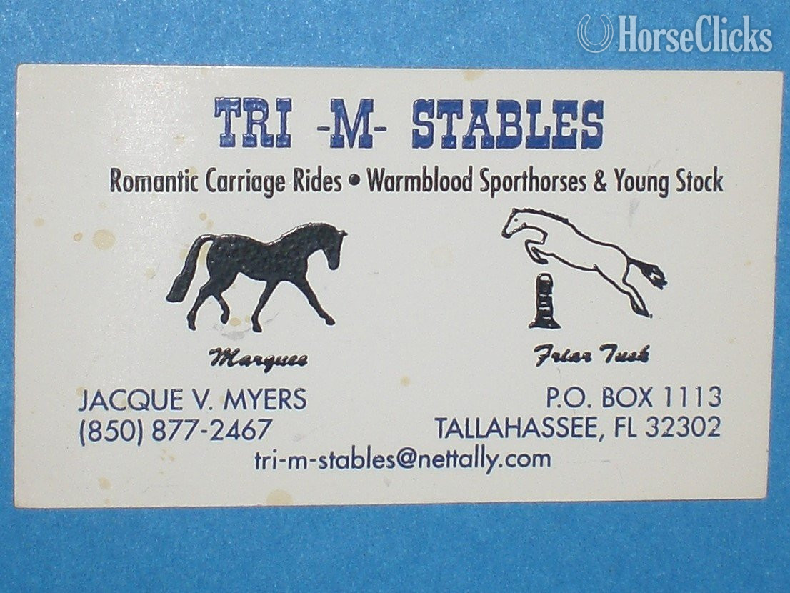 "IMP" Black Colt Warmblood in Florida