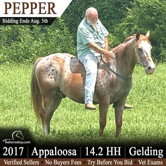 "Pepper" Sorrel Gelding Appaloosa