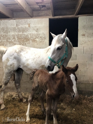 North Carolina "LADY " White Mare Arabian